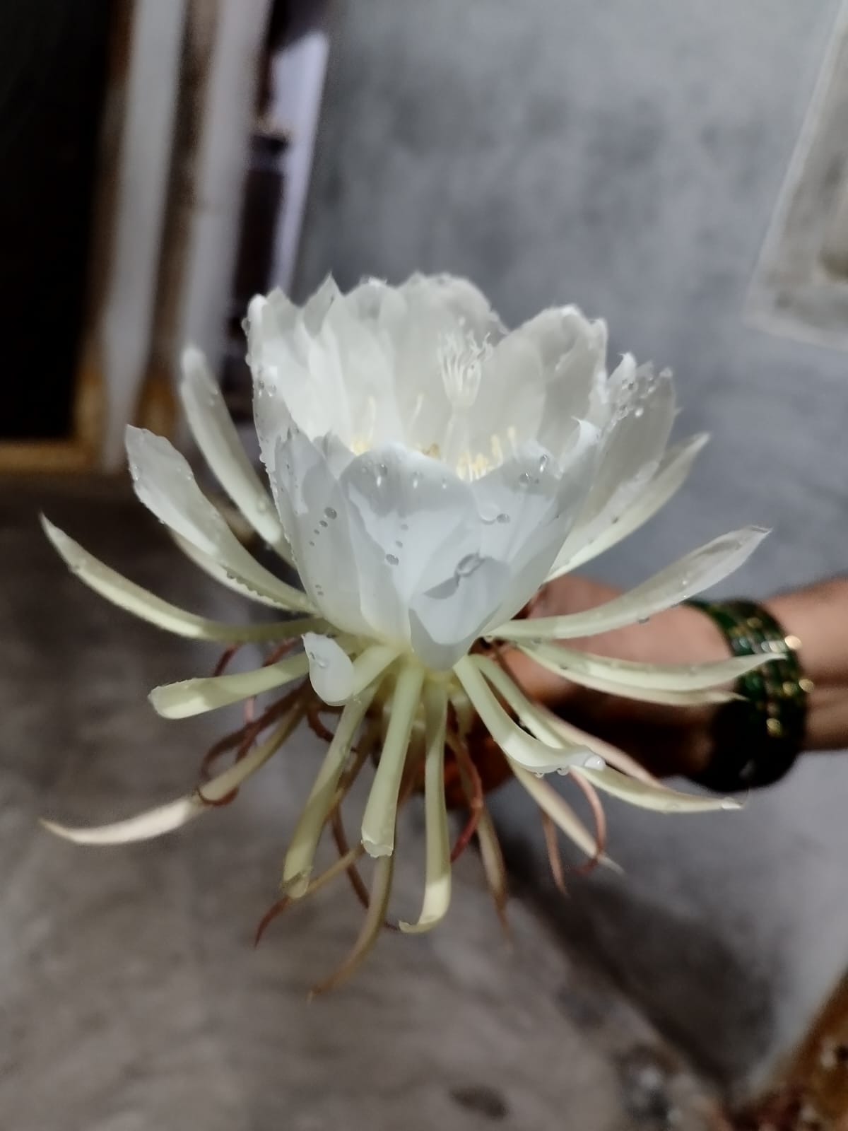 🌸 అరుదైన బ్రహ్మ కమలం పుష్పం పూసింది.. దేవరకొండలో ప్రత్యేక ఆకర్షణ!